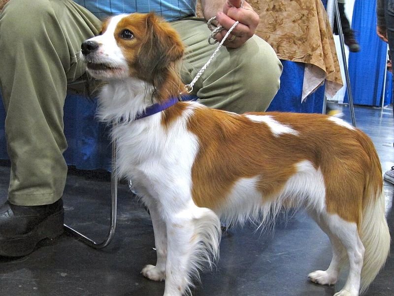 Kooikerhondje