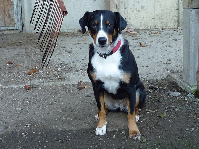 Appenzeller Sennenhund