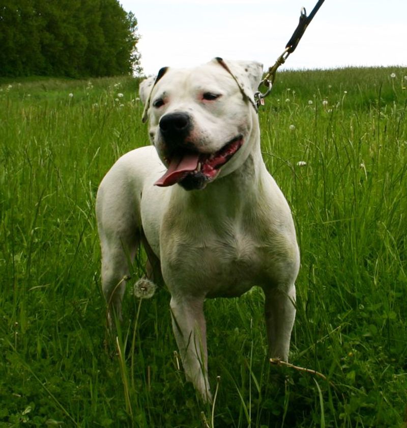 Stop calling every growl aggression posts are dividing the internet - 13 breeds mentioned most 6 American Bulldog