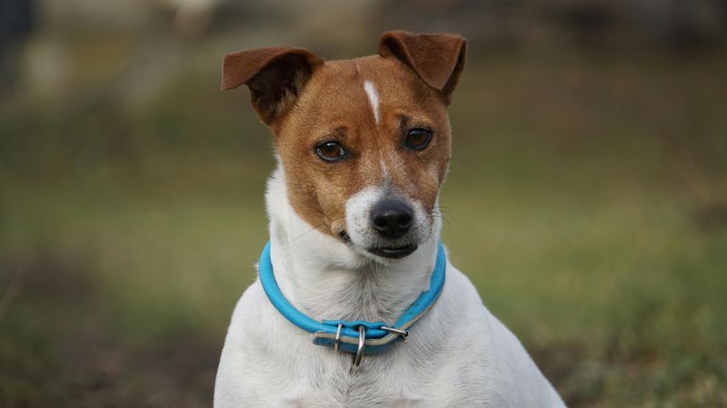 Jack Russell Terrier