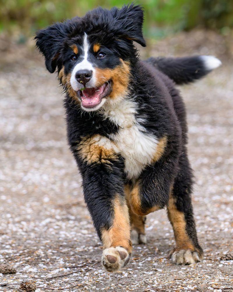 12 gentle dogs that bring emotional warmth into every home they enter 6 Bernese Mountain Dog