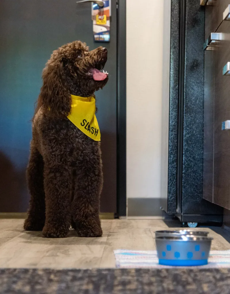 10 signs your dog thinks he's calling the shots - and 3 that are often misunderstood 4 Pushes through doors first