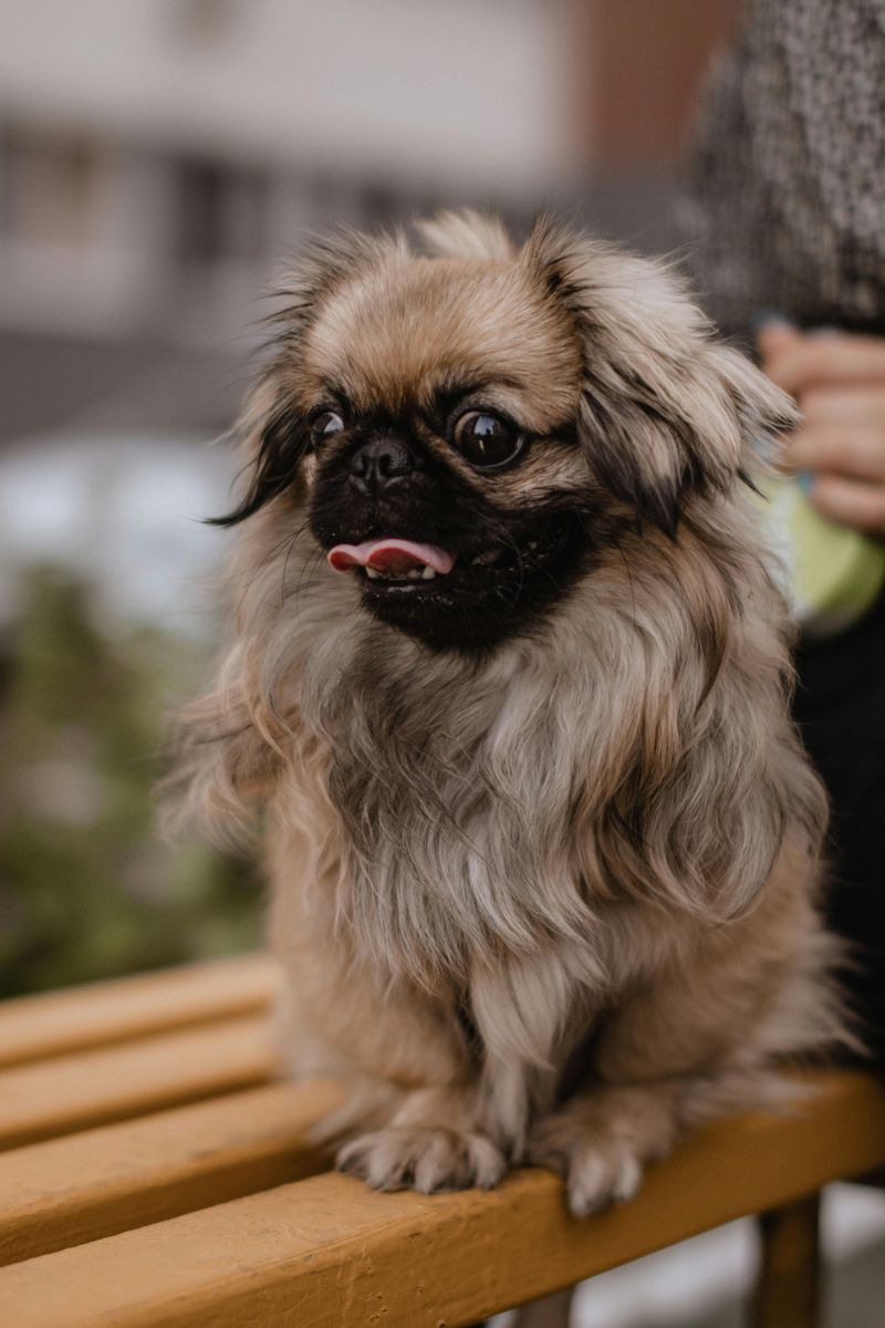 Pekingese