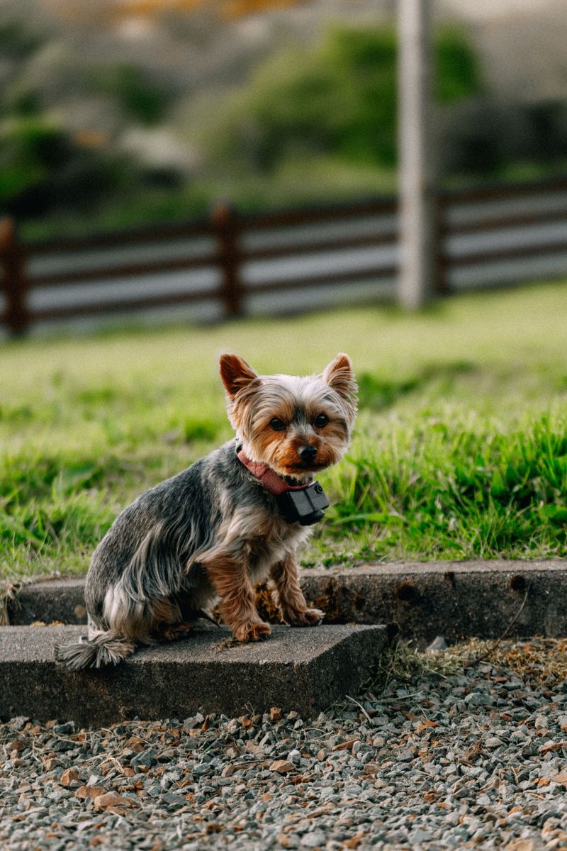 Tired of finding toy stuffing everywhere? These dogs tend to play with a little less demolition 11 Yorkshire Terrier