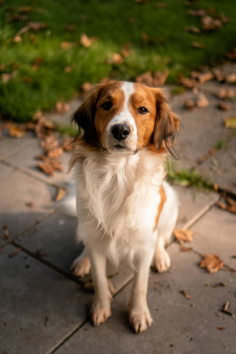 12 dog breeds nobody talks about enough despite being incredible companions 12 Nederlandse Kooikerhondje