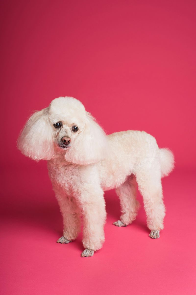 Poodle