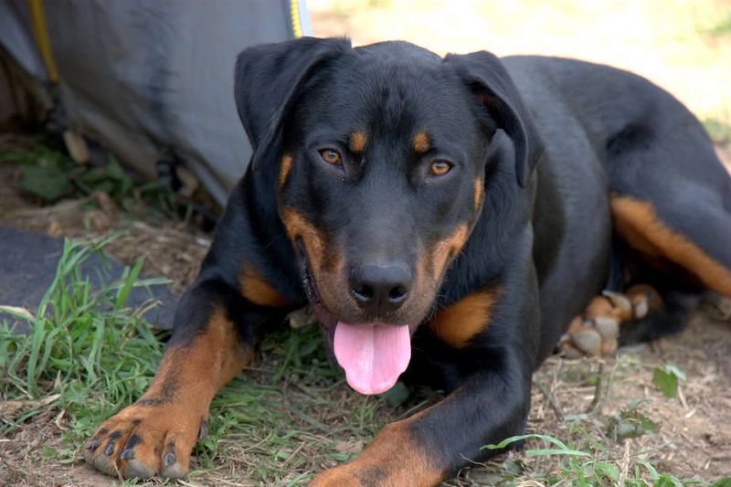 11 dogs whose natural instincts make them exceptional workers 11 Beauceron