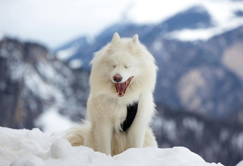 Samoyed