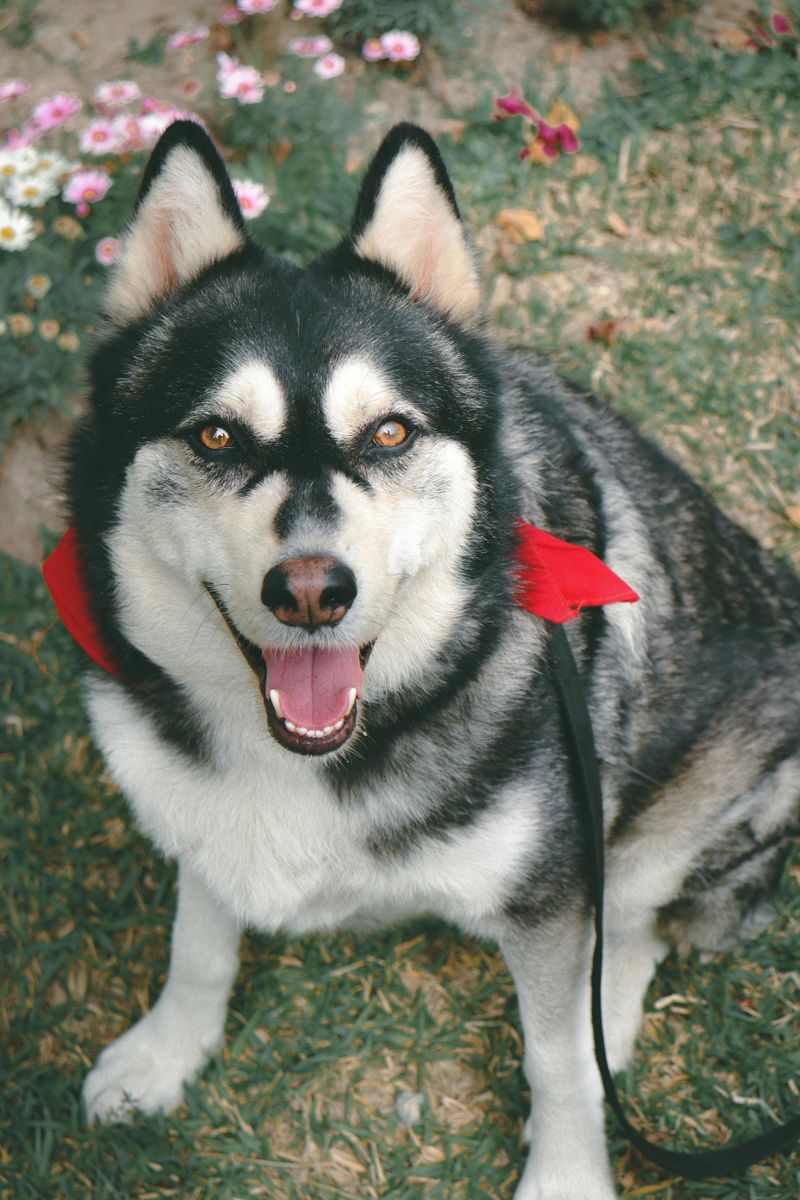 16 Dog Types That Get Hyper-Excited Every Time The Leash Comes Out 8 Siberian Husky