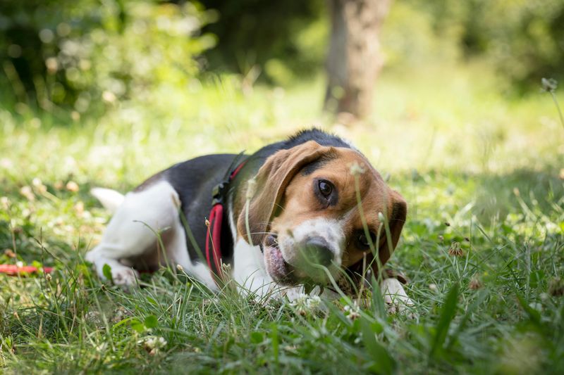 14 Dog Breeds So Naturally Goofy They’ll Have You Laughing Constantly 12 Beagle