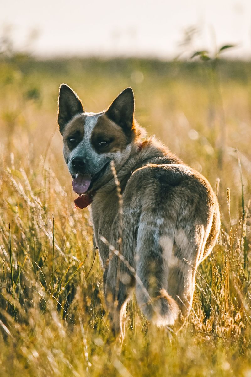 Everyone looks relaxed - These dogs may still be watching the one thing that changed 7 Australian Cattle Dog: One Person Walks Away