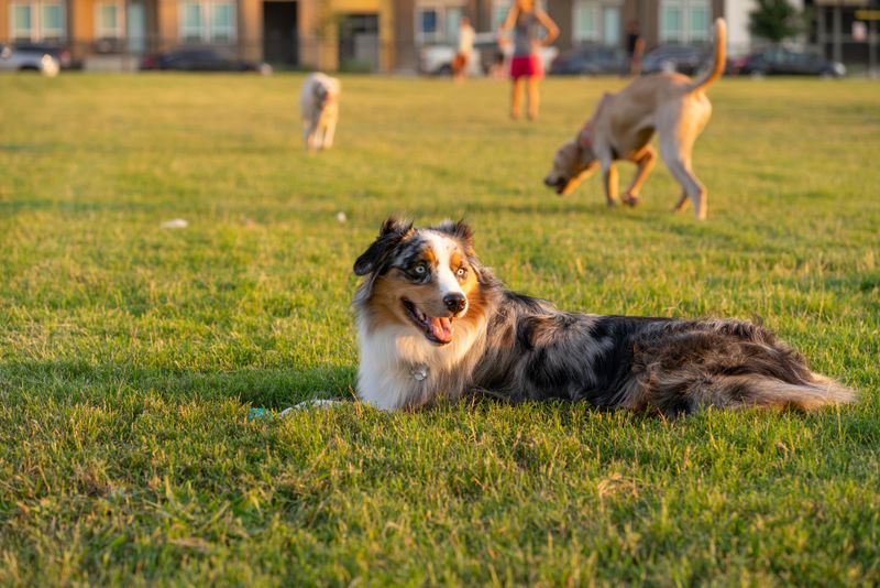 25 Social Dog Breeds That Thrive on Meeting New People 24 Australian Shepherd
