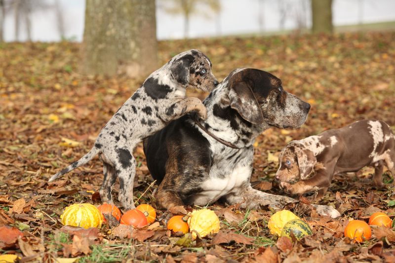 Catahoula Leopard Dog