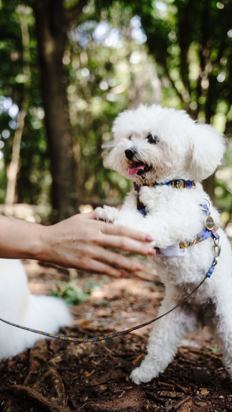 Want companionship without constant commotion? These dogs may match the rhythm you're after 3 Bichon Frise