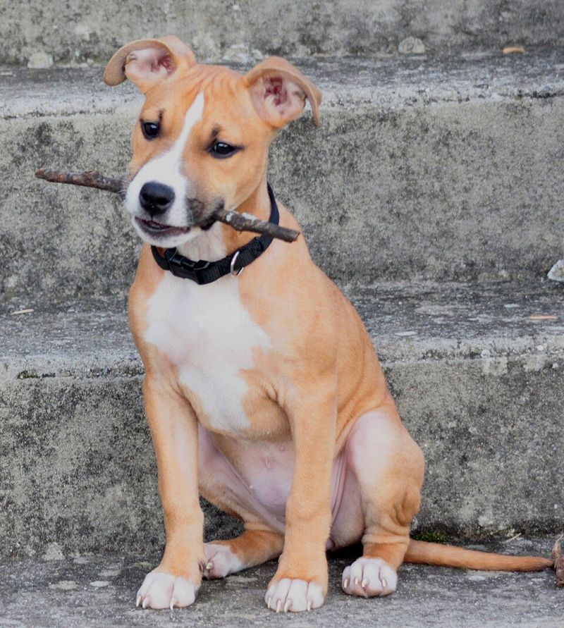 American Staffordshire Terrier