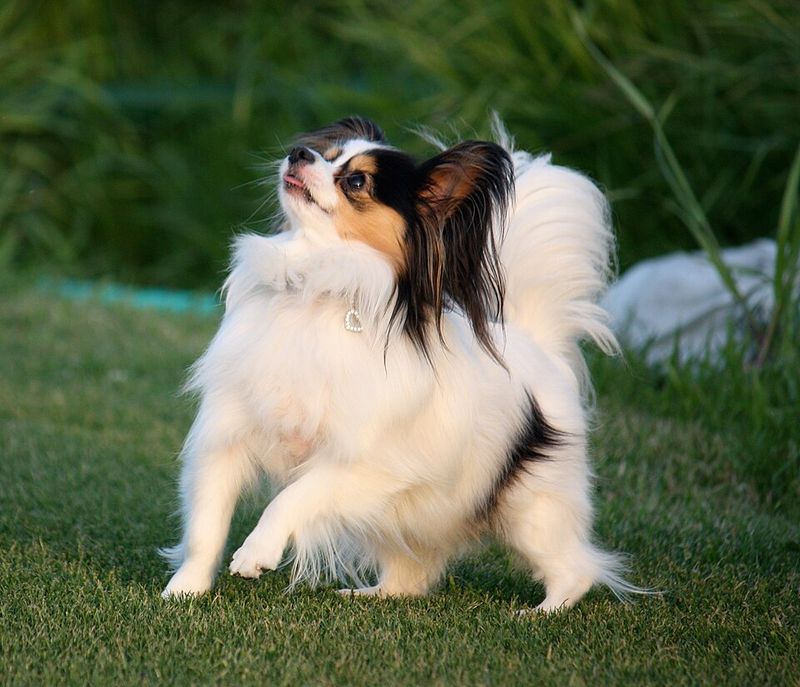 15 Sensitive Dog Breeds That Need Peaceful Homes And Gentle, Patient Owners 8 Papillon
