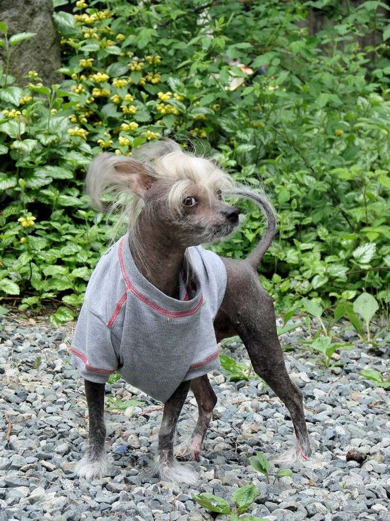 11 ugly dog breeds people end up loving more than expected 2 Chinese Crested