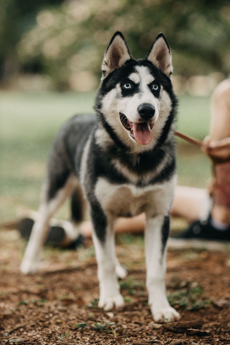 These working breeds combine strong physiques with histories of tackling demanding jobs 6 Siberian Husky: Born to Run
