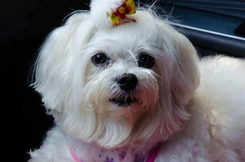No fence, no lawn, no problem? For the right dog and the right routine, it can be more realistic than you think 10 Maltese