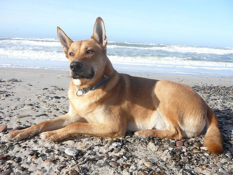 25 Dog Breeds with the Closest Genetic Ancestry to Wolves 23 Carolina Dog