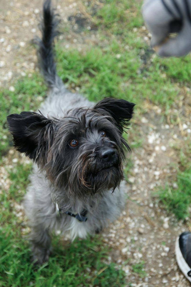 Cairn Terrier