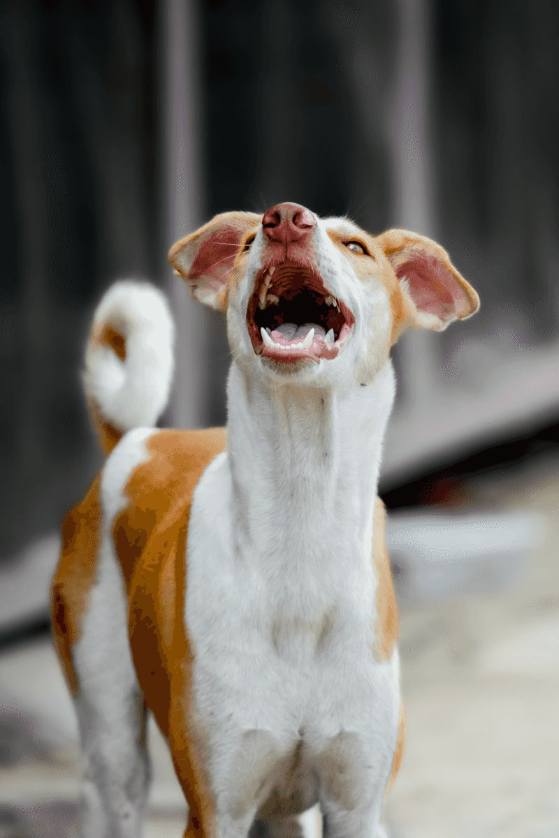 Barking when daily routines change