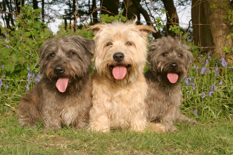 Glen of Imaal Terrier
