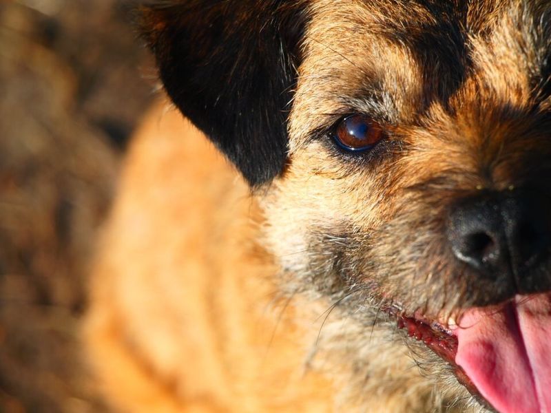 27 Gentle Dog Breeds Perfect for Learning the Joys of Dog Ownership 19 Border Terrier