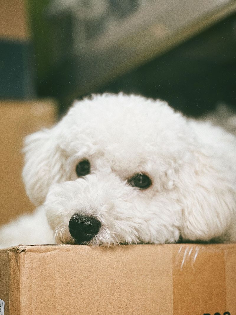 No dog is truly hypoallergenic - But these breeds may be easier for certain allergy-sensitive households to consider 3 Bichon Frise