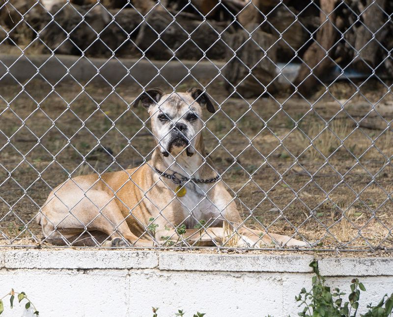 15 Dog Breeds That Rarely Get Adopted and Too Often End Up Growing Old in Shelters 16 Boxer