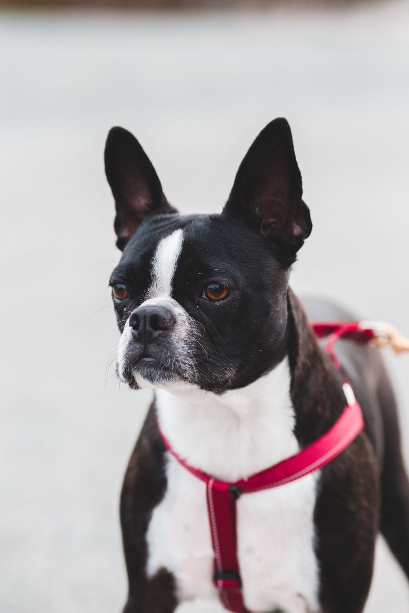 Boston Terrier: The Tiny Gentleman Host