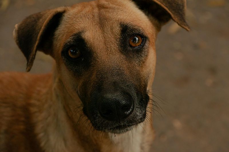 19 Dog Behaviors That Show How Well They Understand Human Emotions 3 Maintaining eye contact to read facial expressions