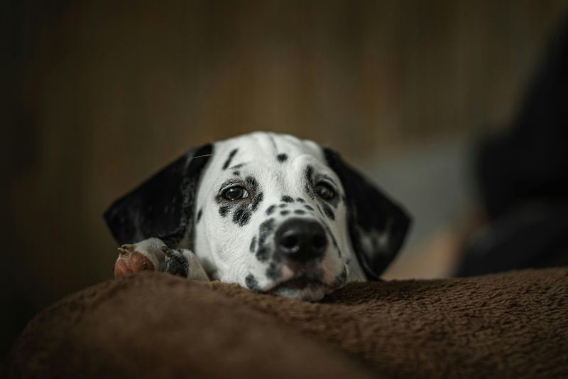Dalmatian
