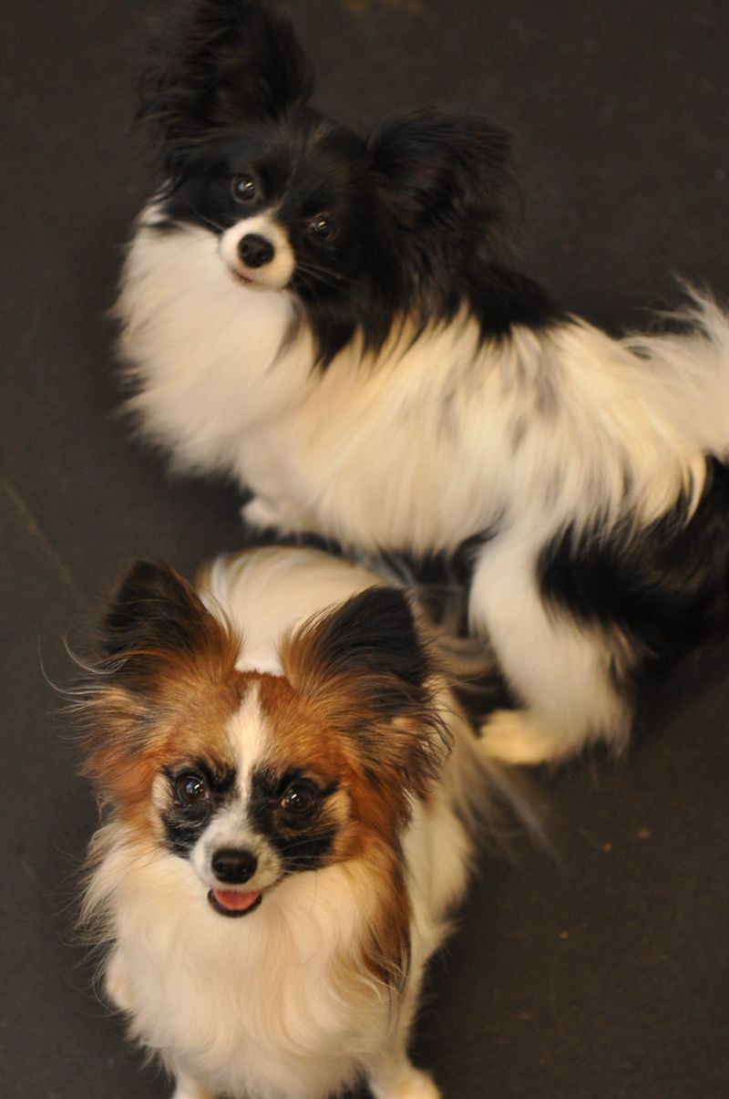13 dog breeds that act fine in public but fall apart when alone 9 Papillon