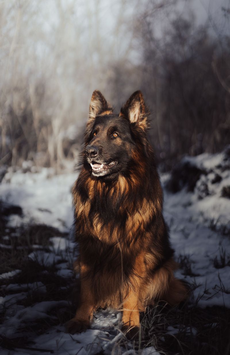 Think every family dog bonds the same way? These breeds can make the relationship feel much deeper 3 German Shepherd