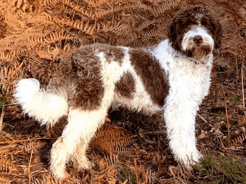 Lagotto Romagnolo