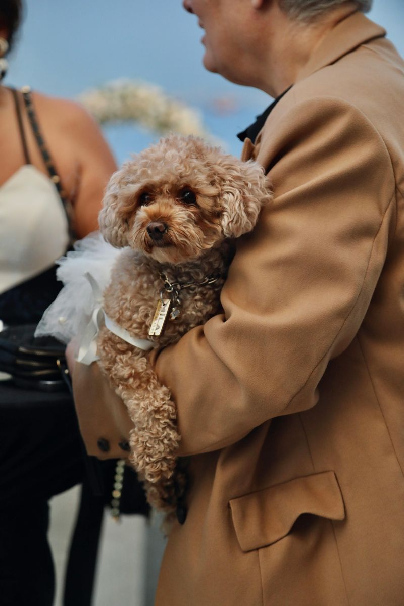 Toy Poodle