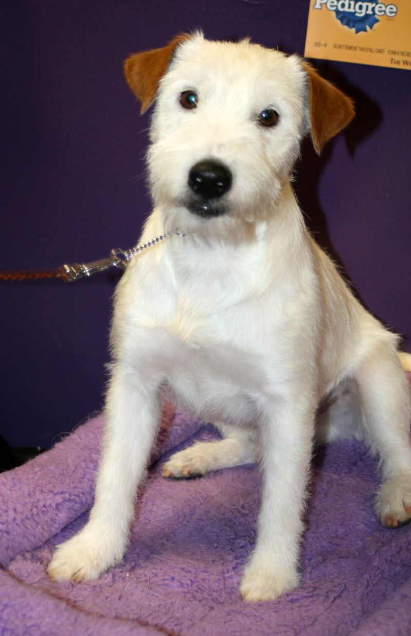 Parson Russell Terrier