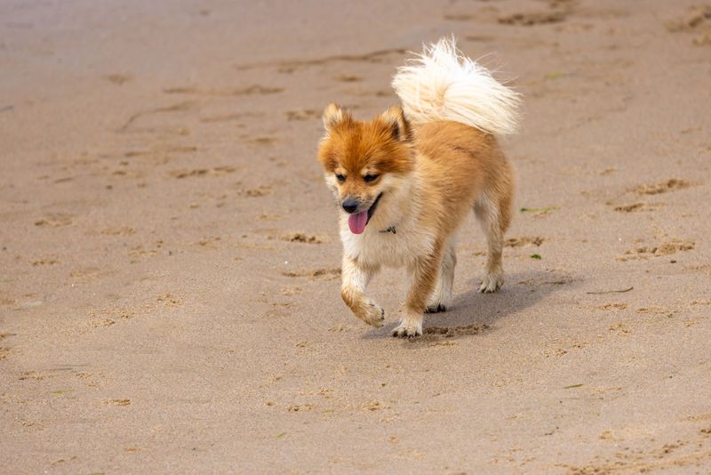While everyone knows the same popular breeds, these 11 remarkable dogs remain hidden treasures 8 Icelandic Sheepdog