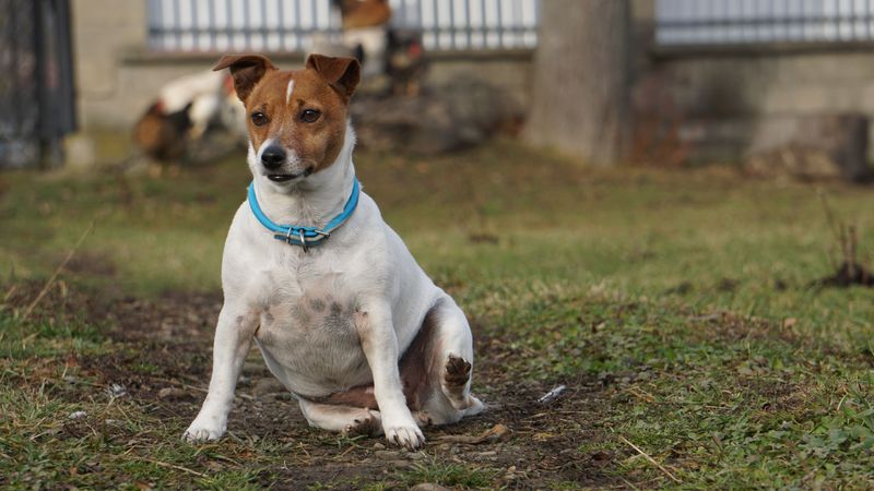 Think tiny dogs know they're tiny? These breeds provide some hilarious evidence to the contrary 5 Jack Russell Terrier
