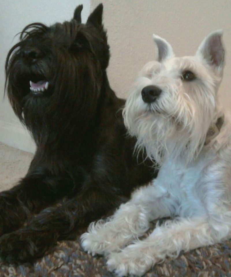 Standard Schnauzer