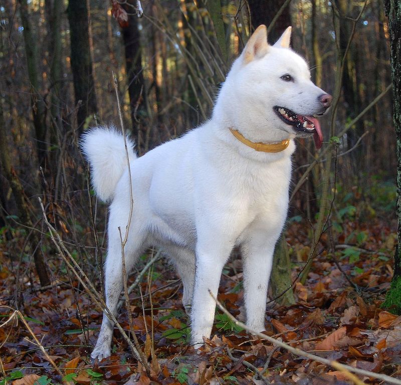 Hokkaido Dog