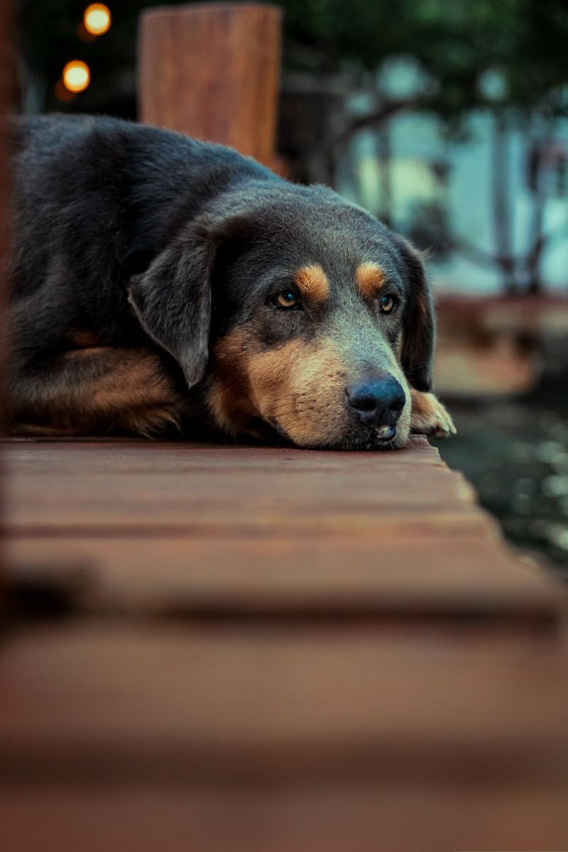 Before buying another toy your dog ignores, try giving its brain something harder to chew on 11 Calmness stations and impulse control