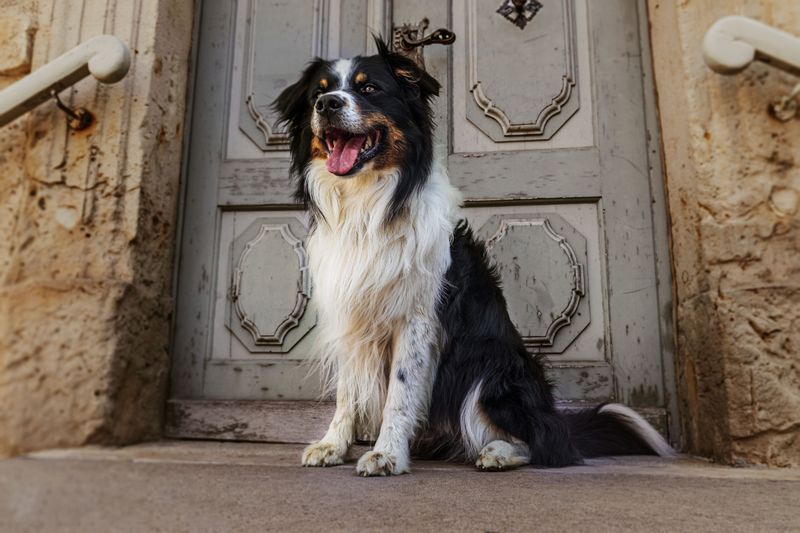 A quiet house sounds peaceful - but these 11 dog breeds may experience it very differently 6 Australian Shepherd