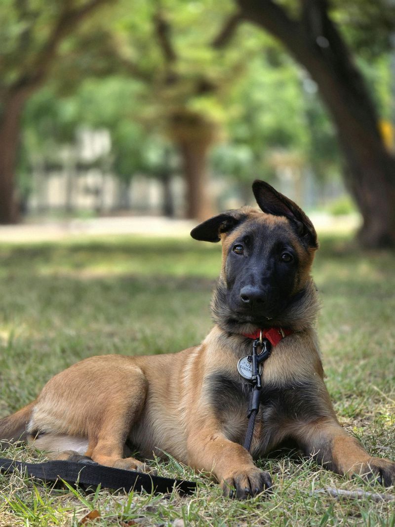 15 fearless dogs with protective instincts owners trust completely 5 Belgian Malinois