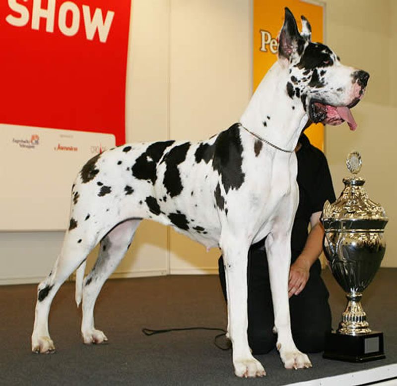 These dogs don't need to announce how powerful they are every five minutes 3 Great Dane - room-sized poise