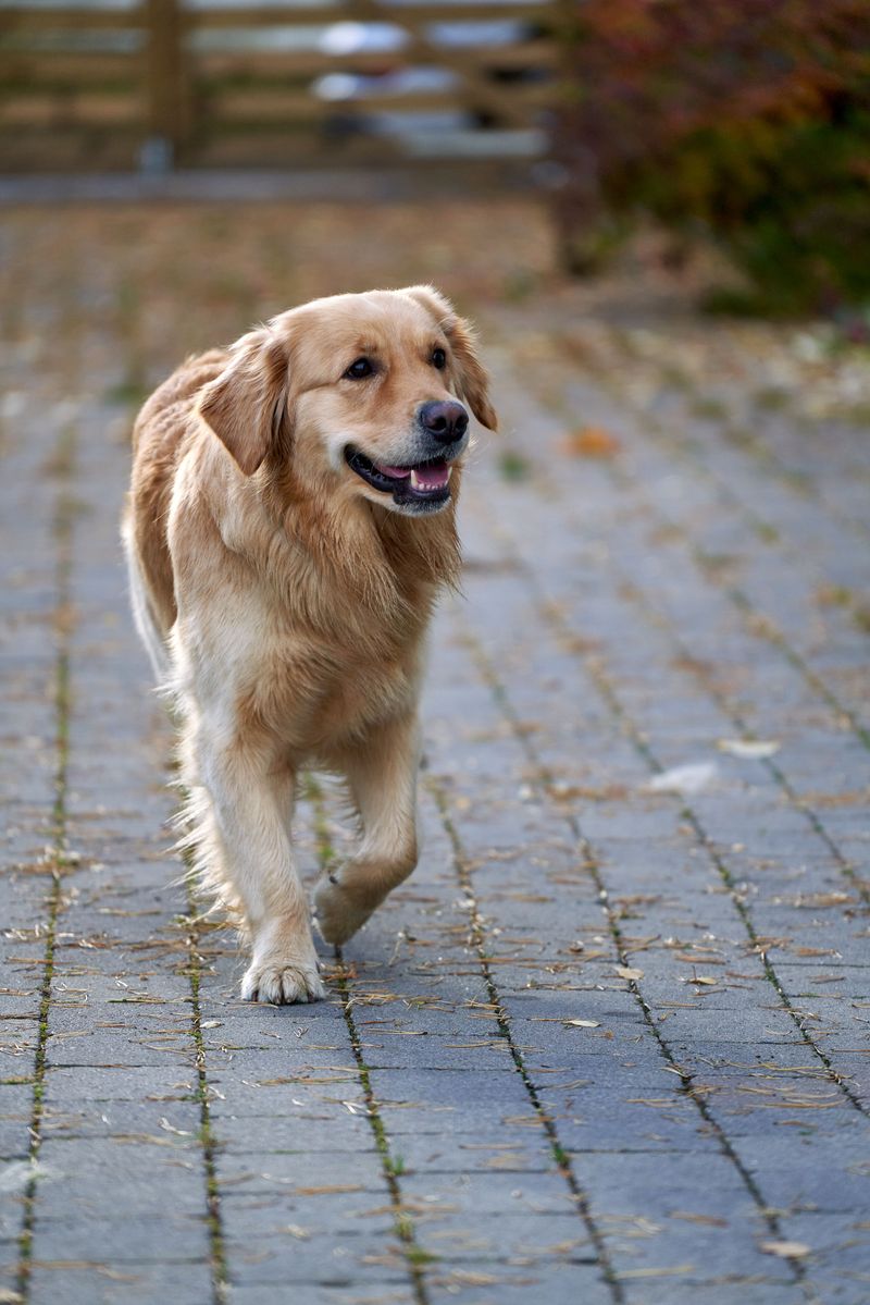 Think younger owners only want trendy little dogs? These breeds challenge that stereotype 3 Golden Retriever