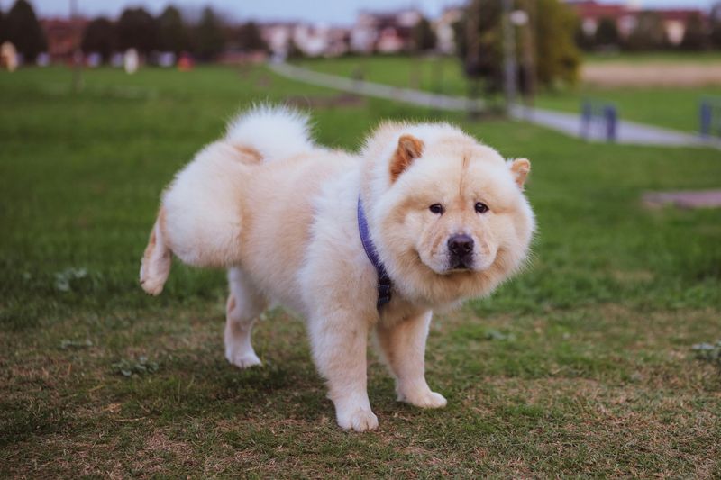 15 dog breeds that look like they should have their own portrait in a museum 15 Chow Chow