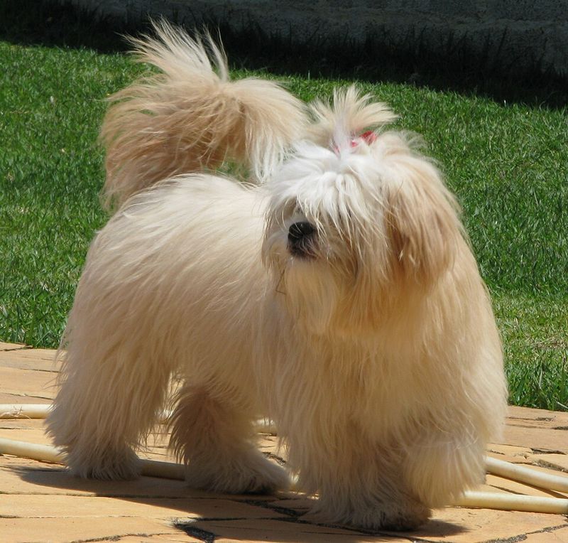 Some dogs make every emotion obvious - Others can leave even experienced owners guessing 10 Lhasa Apso