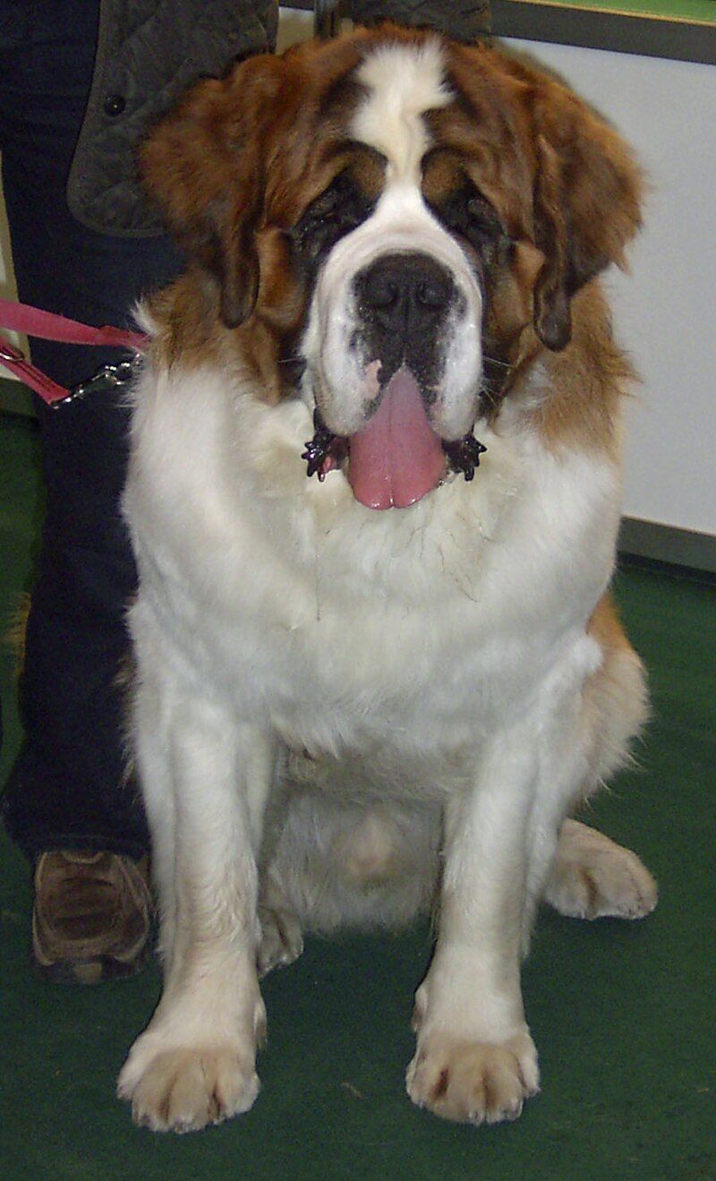 Saint Bernard